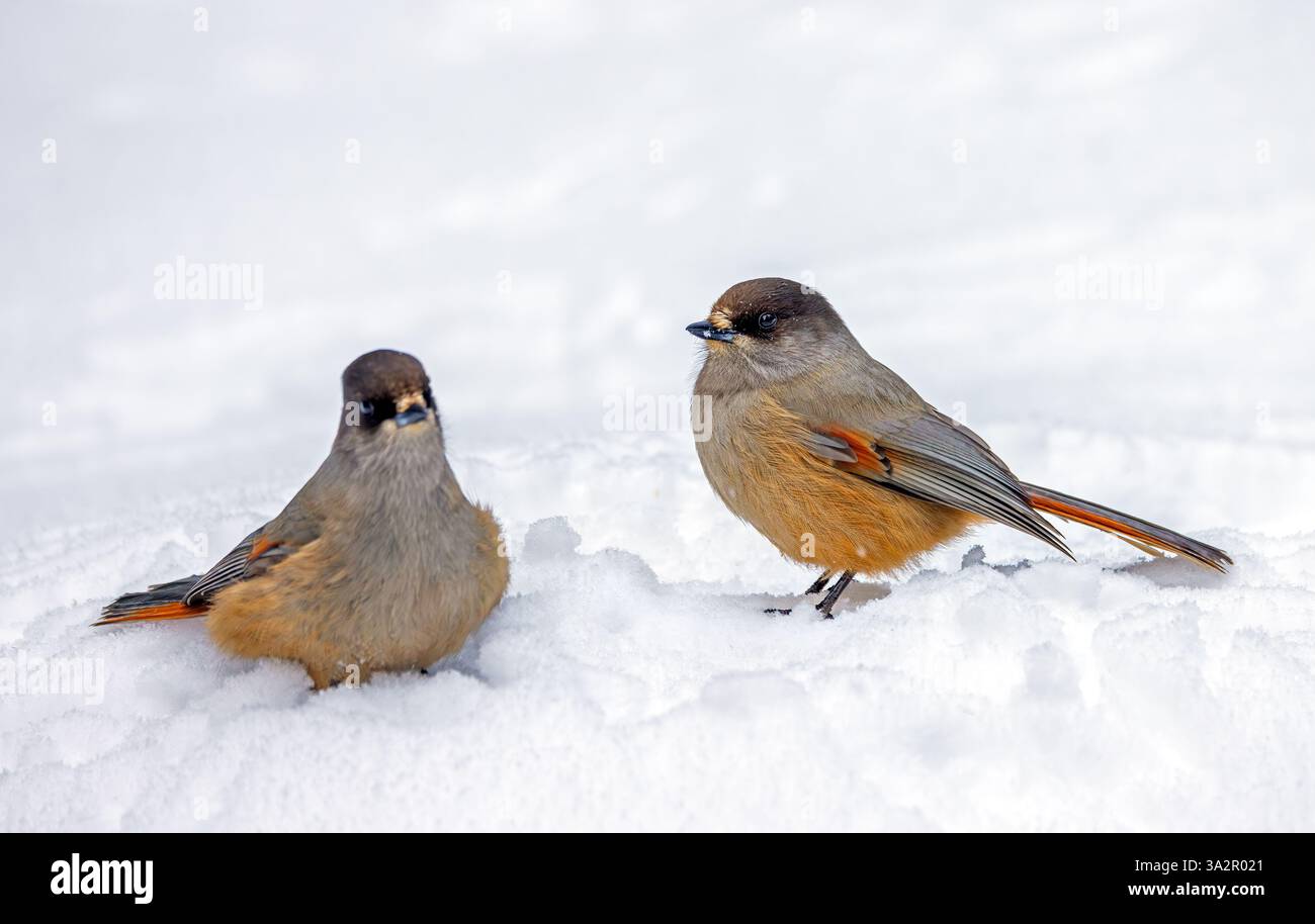 Siberian jay (Perisoreus infaustus / Corvus infaustus) couple foraging in the snow in winter, Scandinavia Stock Photo