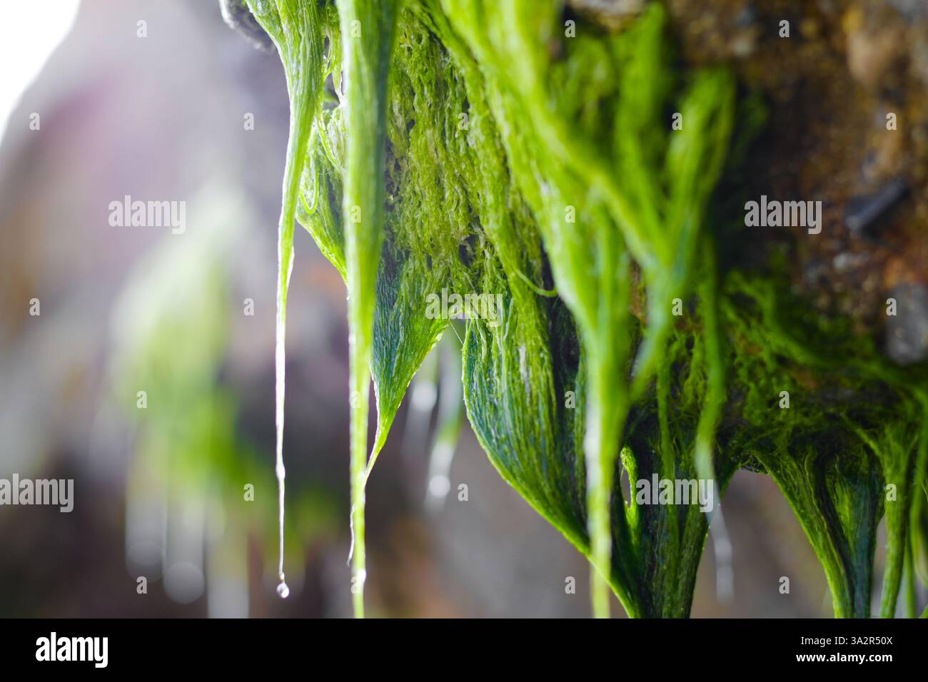 Seaweed dripping from a rock Stock Photo