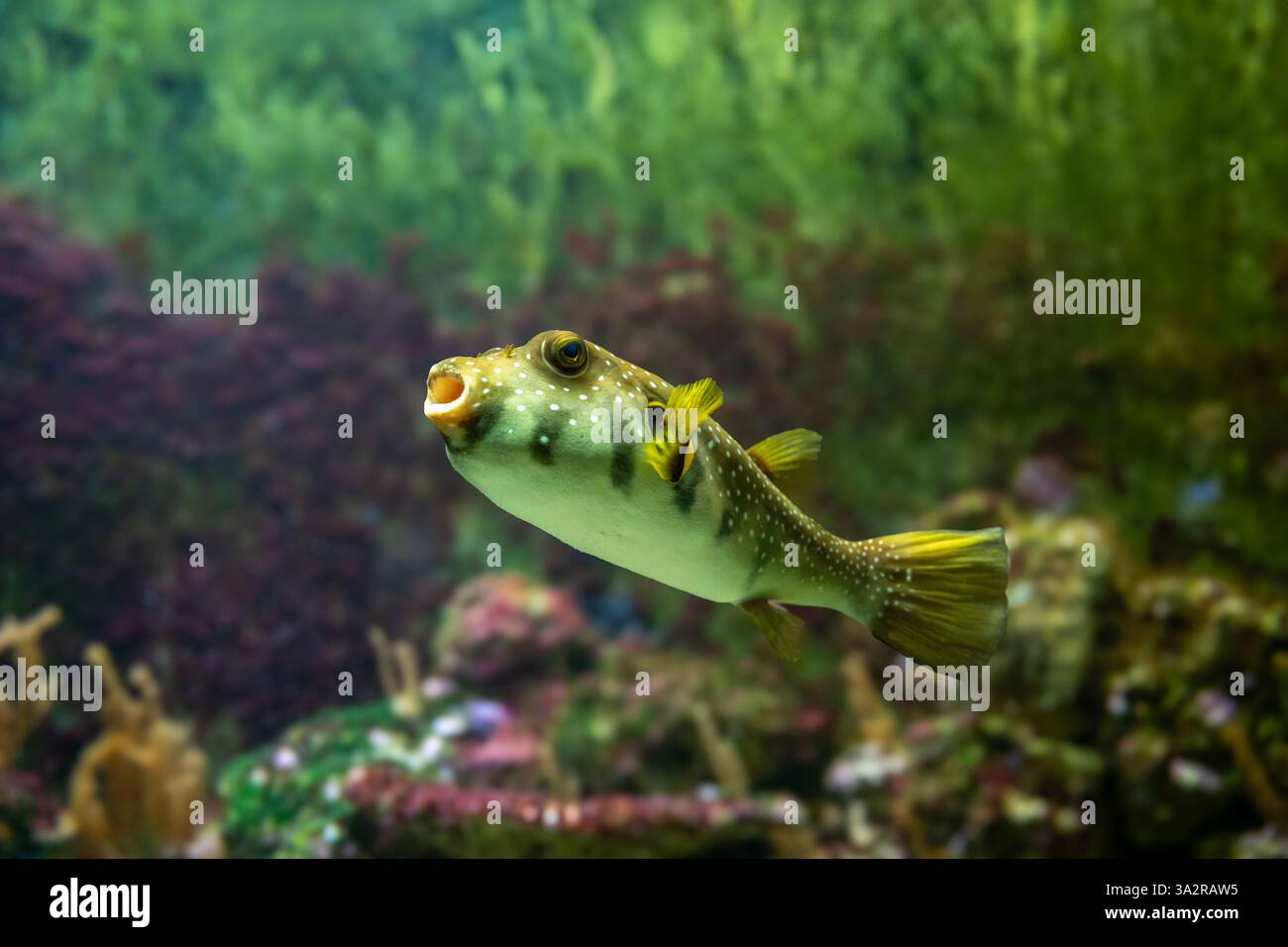 White-spotted puffer, Whitespotted blaasop or Stripedbelly blowfish (Arothron hispidus). Its distribution extends through the Indo-Pacific area Stock Photo