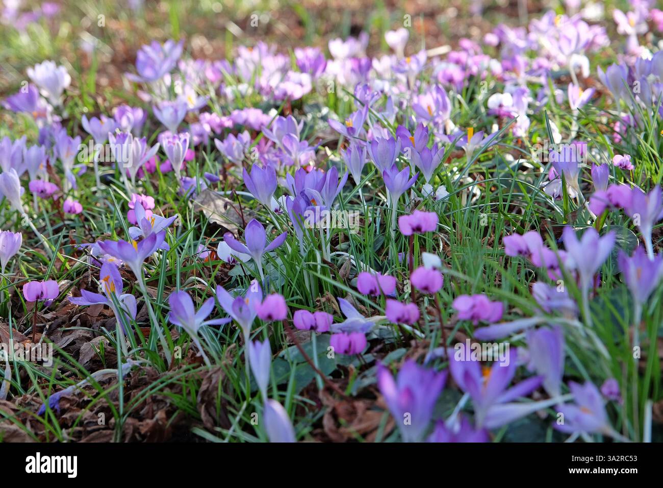 Early flowering Crocus tommasinianus Whitewell purple in bloom Stock Photo