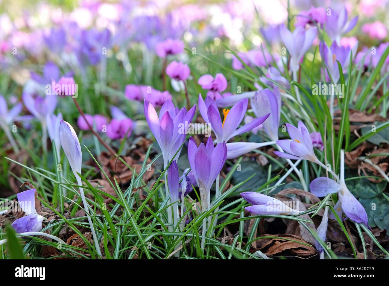 Early flowering Crocus tommasinianus Whitewell purple in bloom Stock Photo