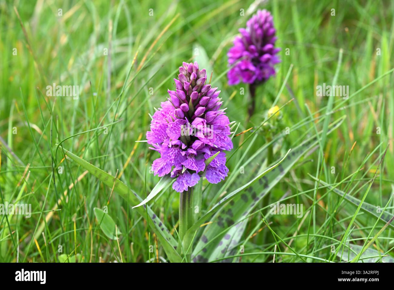 Purple summer flowers of Dactylorhiza majalis or broad-leaved marsh ...