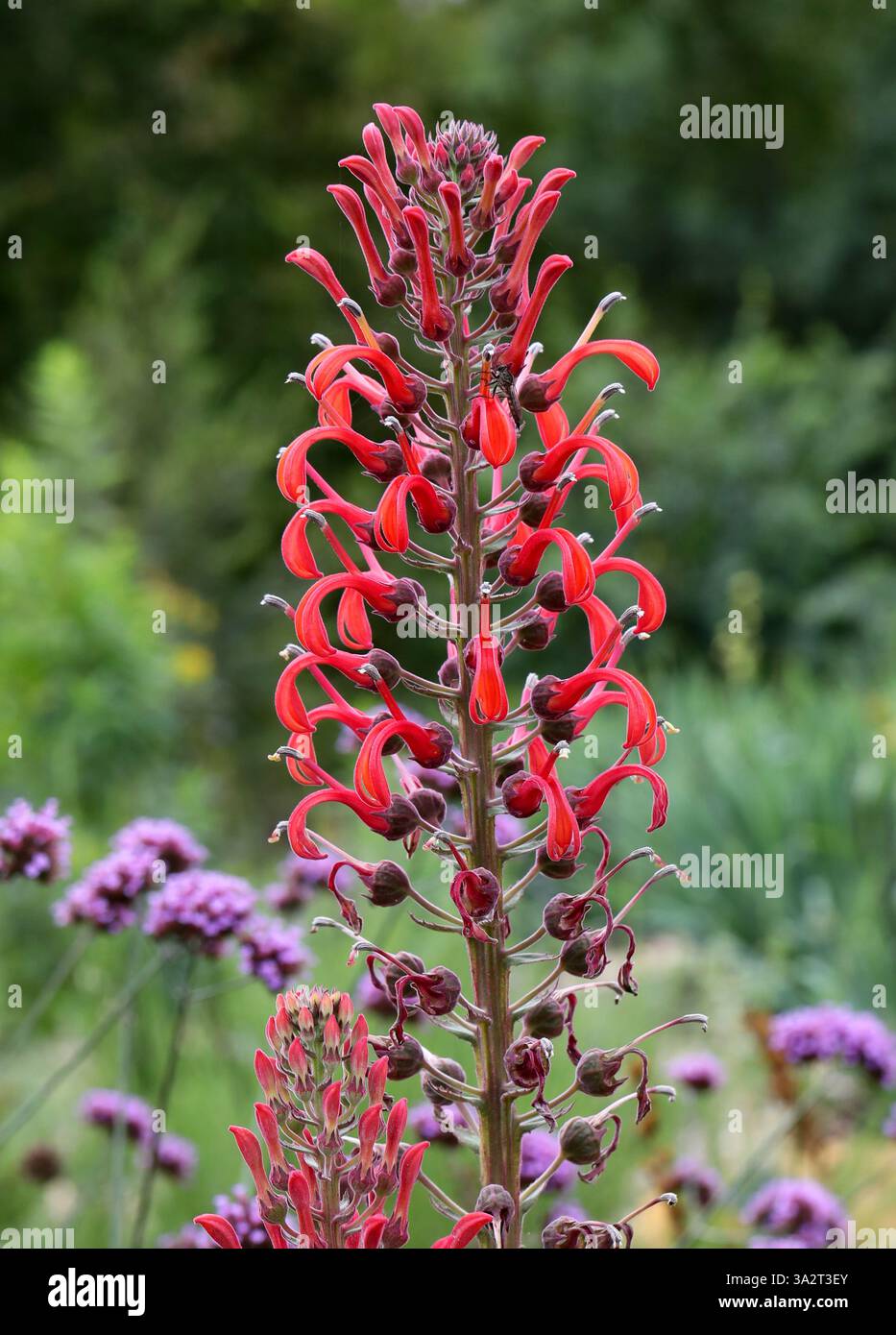 tobacco plants uk Tobacco plant uk hi-res stock photography and images