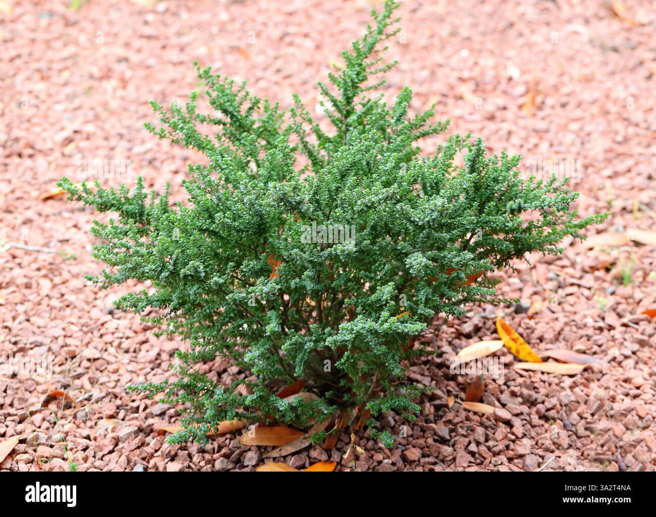 Alpine Mint Bush, Prostanthera cuneata, Lamiaceae. New South Wales, Australia.  It is endemic to mountainous areas of south-eastern Australia. Stock Photo