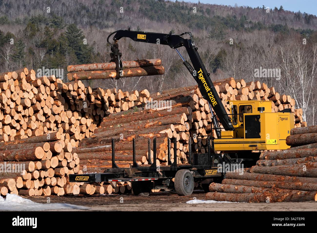 Logs are sorted at the White Mountain Lumber Co., Thursday, March 13 ...