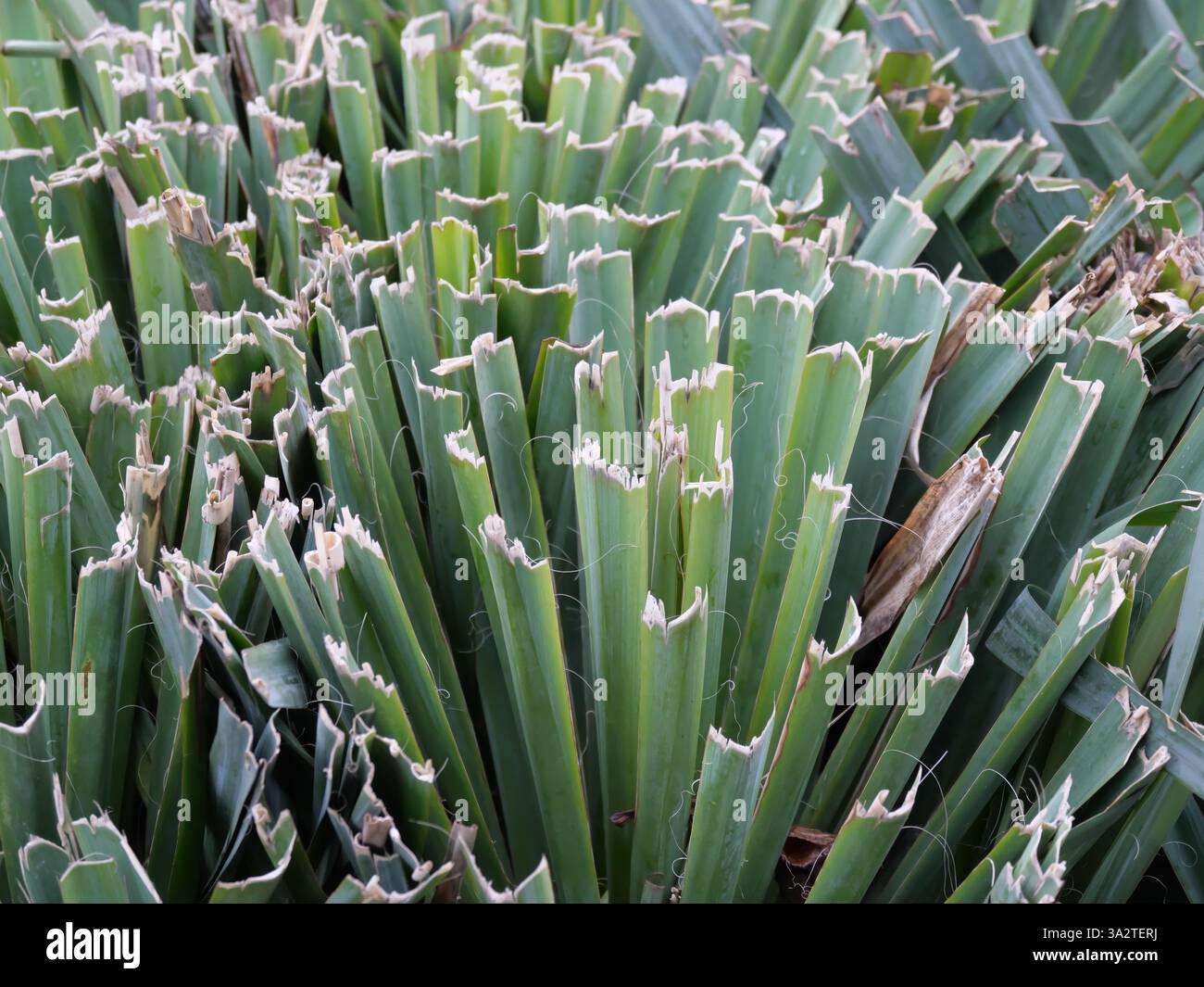 Yucca Filamentosa Schneiden