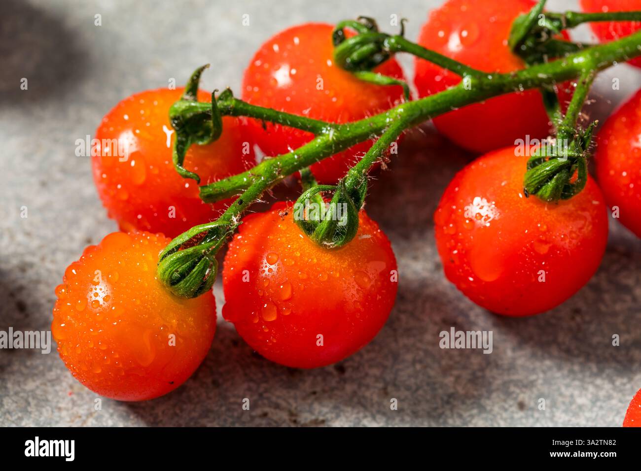 Organic Raw Red Cherry Tomatoes on the Vine Stock Photo