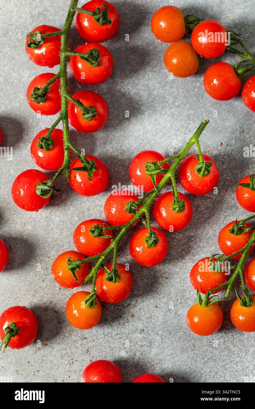 Organic Raw Red Cherry Tomatoes on the Vine Stock Photo