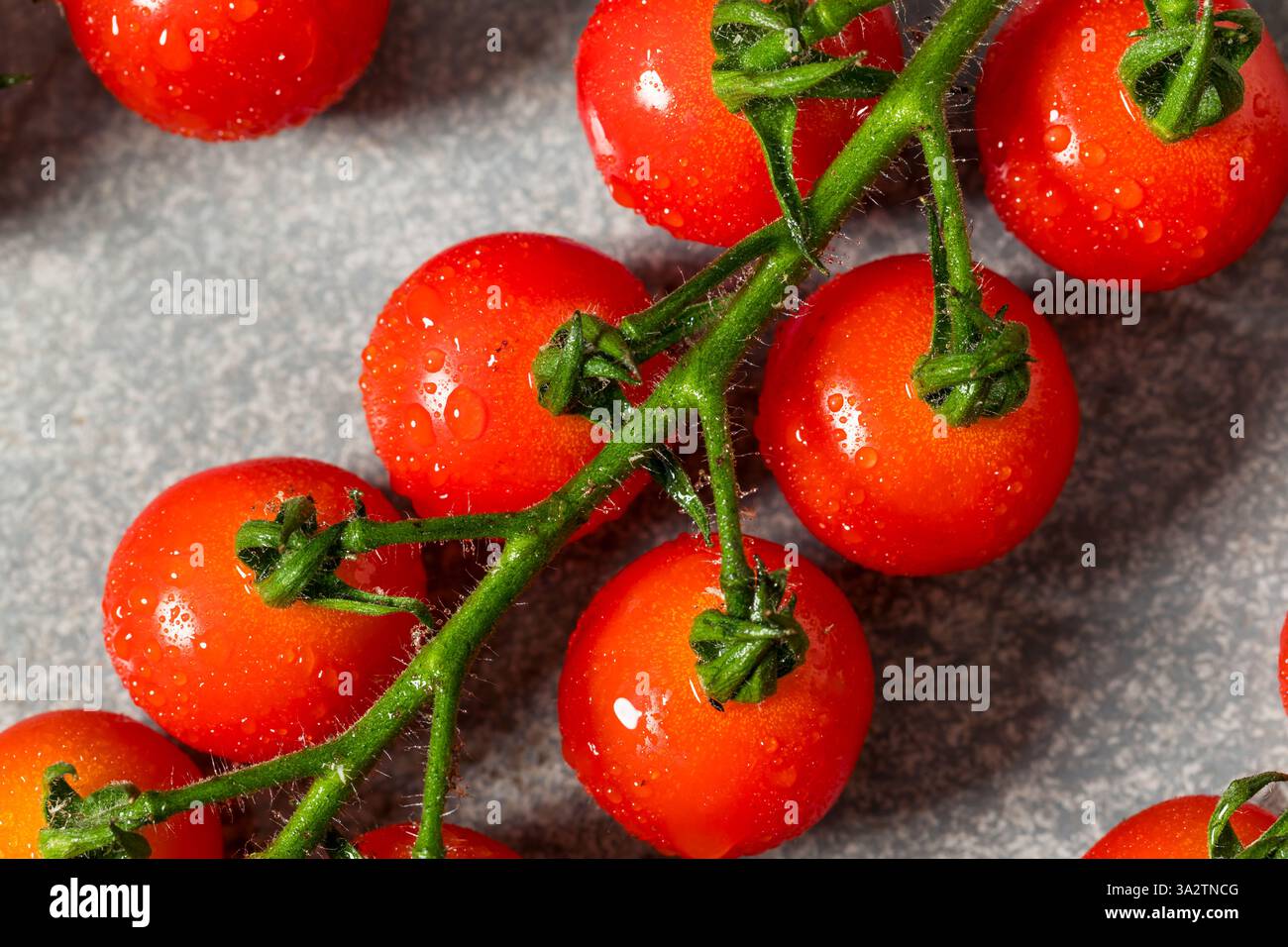 Organic Raw Red Cherry Tomatoes on the Vine Stock Photo