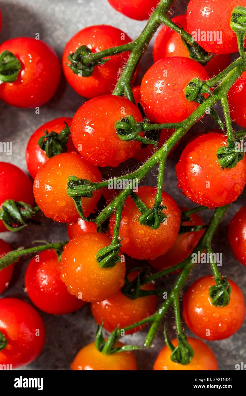 Organic Raw Red Cherry Tomatoes on the Vine Stock Photo