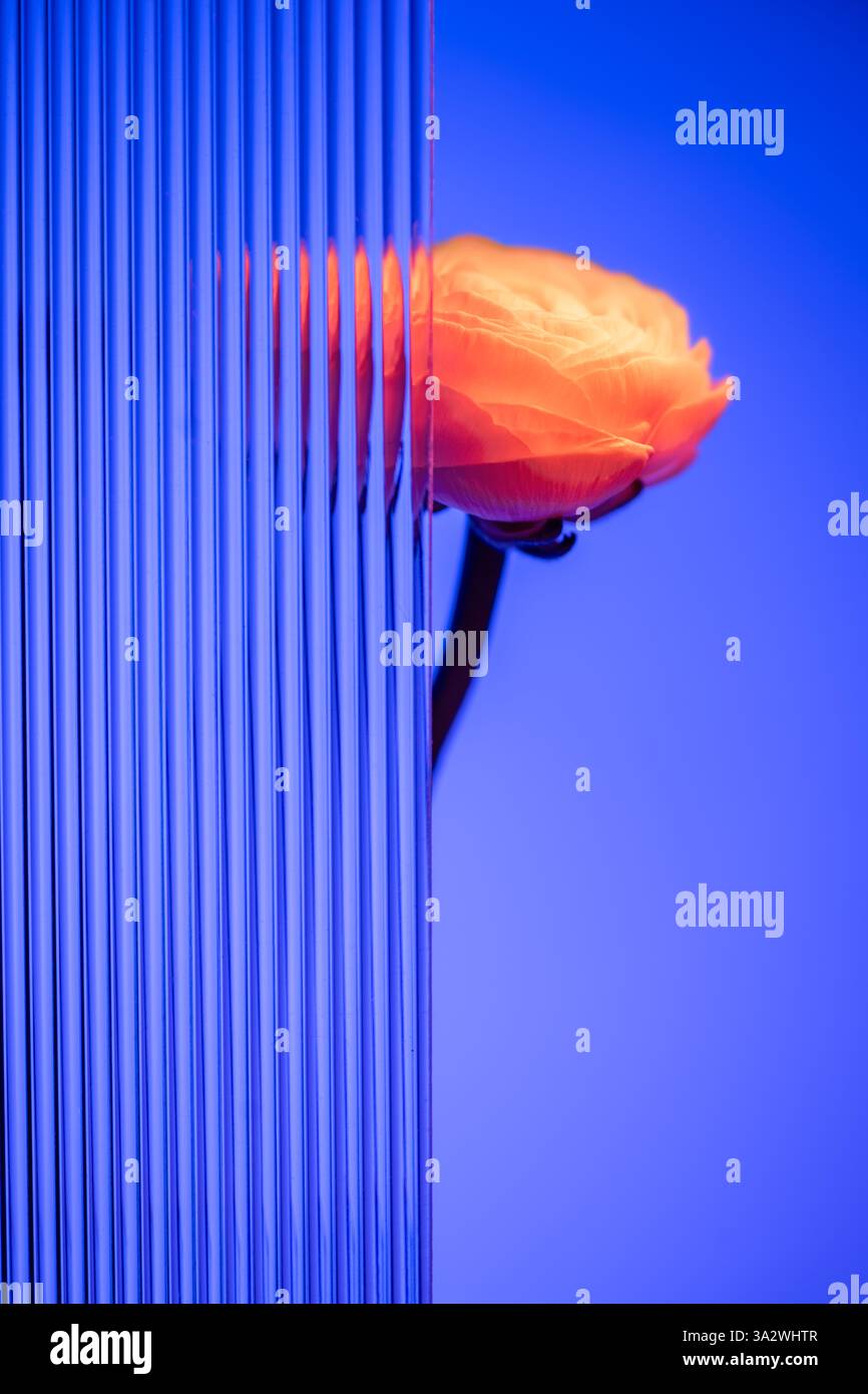 Orange ranunculus flower is partially hidden behind vertical glass ...