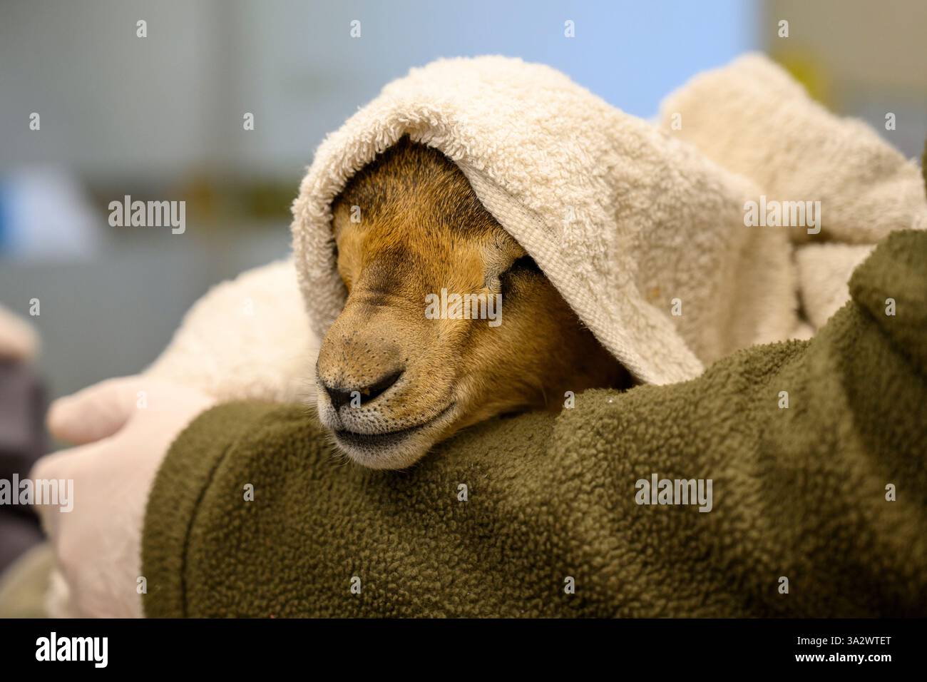 Mountain gazelle (Gazella gazella) fawn photographed at the Israeli Wildlife Hospital, Ramat Gan, Israel Stock Photo