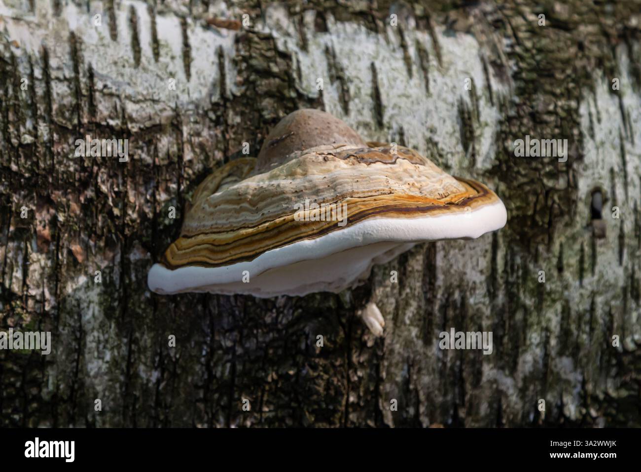 Fomitopsis pinicola, is a stem decay fungus common on softwood and ...