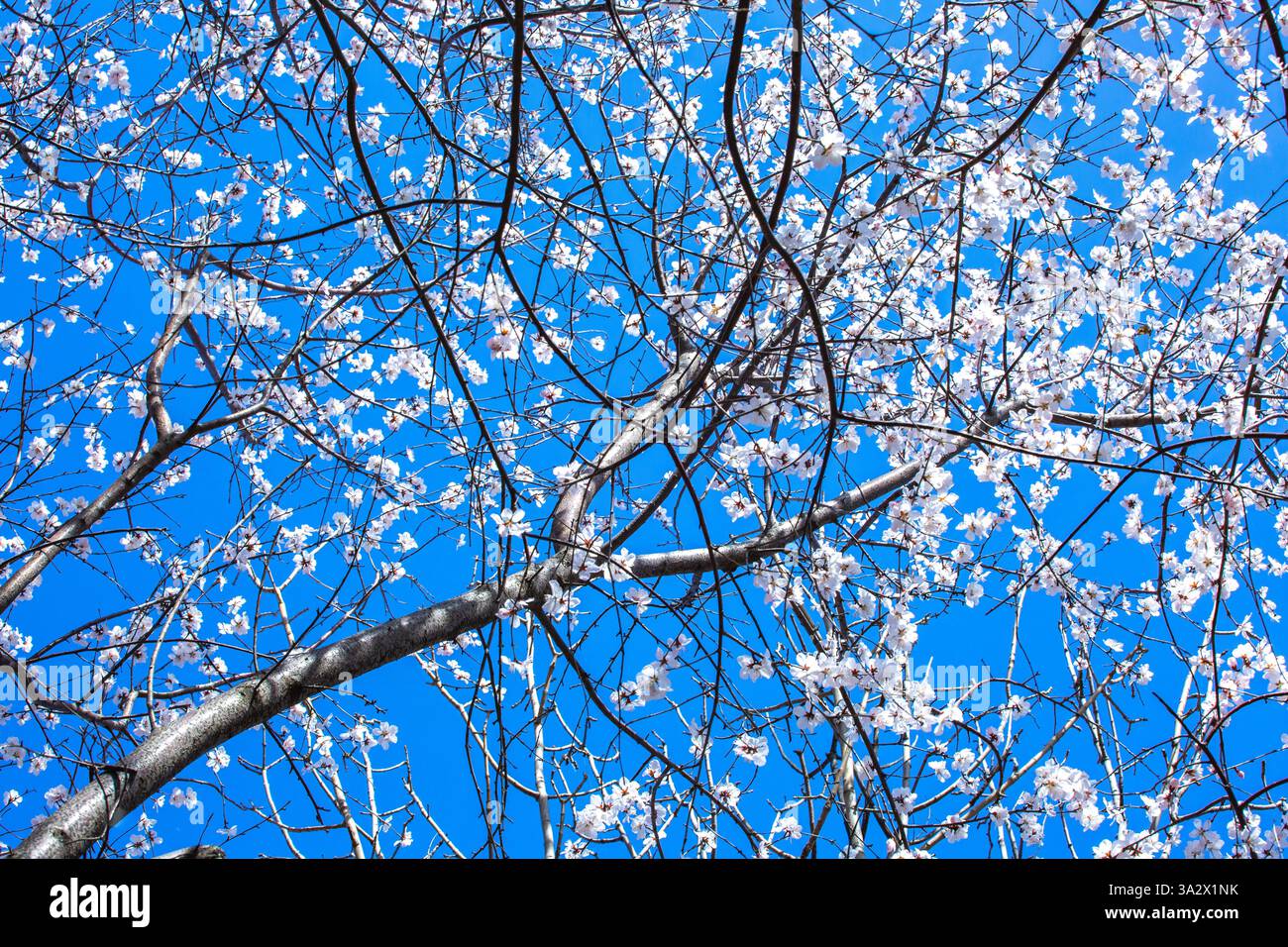 Spring scenery in Beijing, China, 12 March, 2025 Stock Photo - Alamy