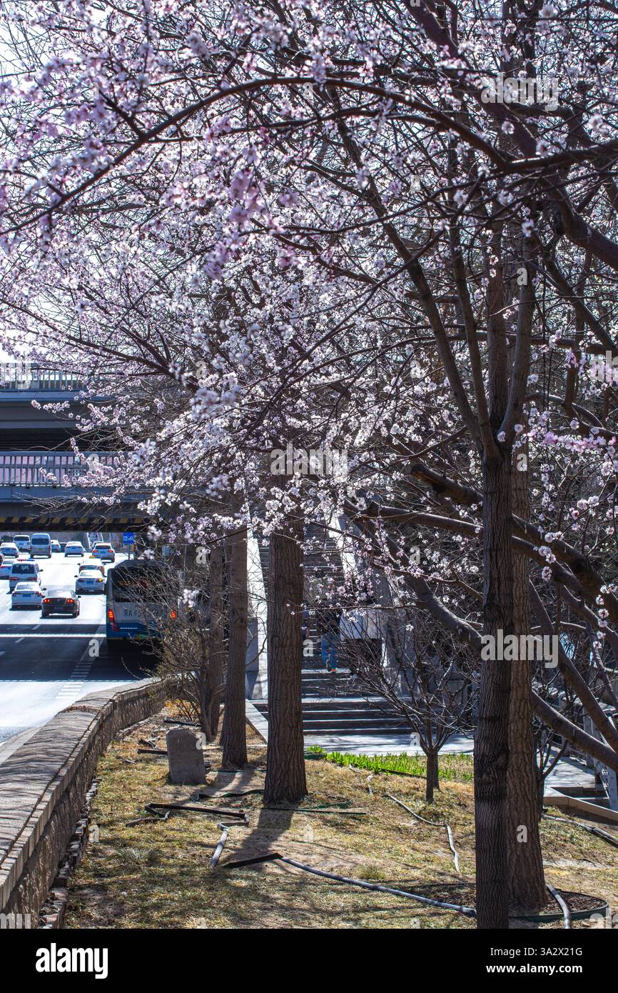 Spring scenery in Beijing, China, 12 March, 2025 Stock Photo - Alamy