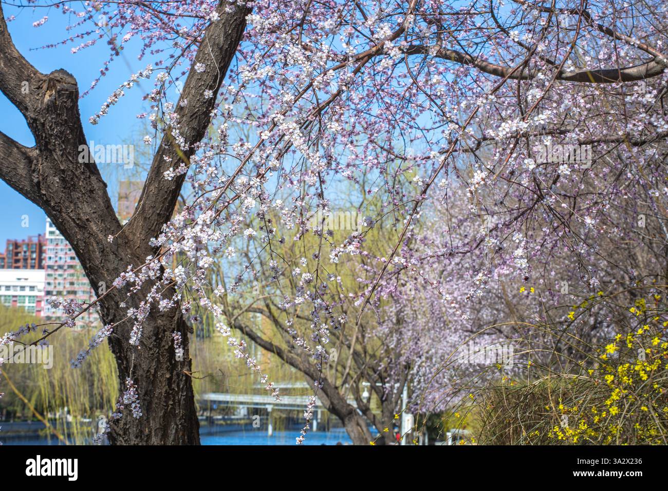 Spring scenery in Beijing, China, 12 March, 2025 Stock Photo - Alamy