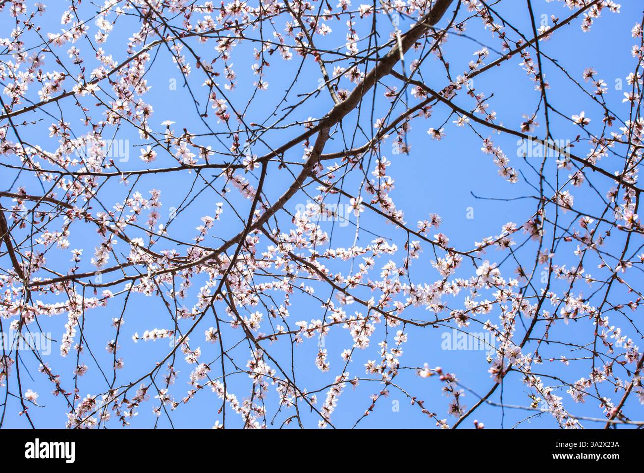 Spring scenery in Beijing, China, 12 March, 2025 Stock Photo - Alamy