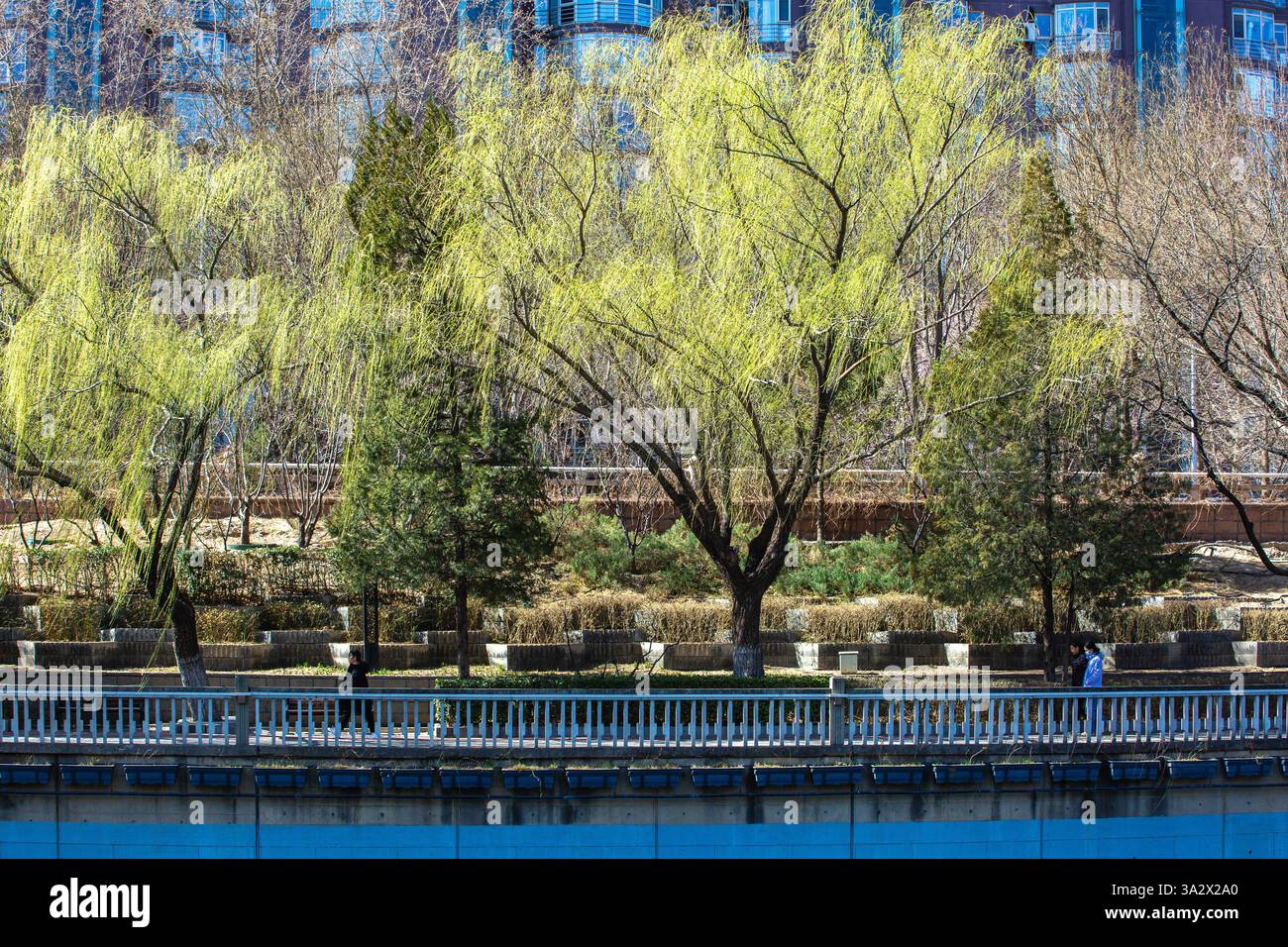Spring scenery in Beijing, China, 12 March, 2025 Stock Photo - Alamy