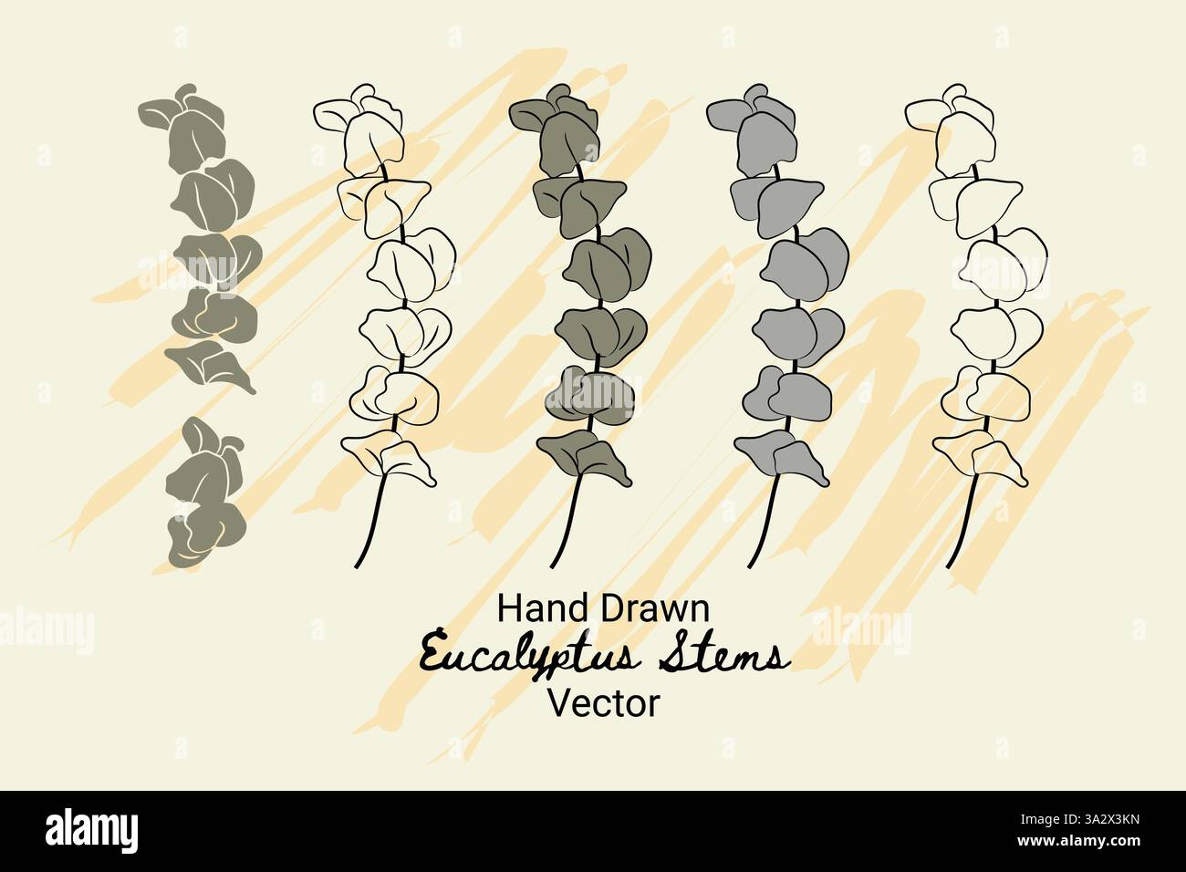 Eucalyptus cinerea botany organic hand drawn vector design elements collection Stock Vector
