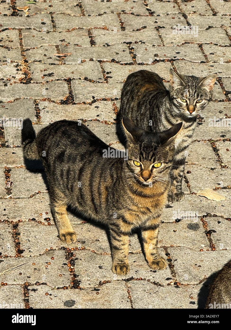 Two playful tabby street cats hi-res stock photography and images - Alamy