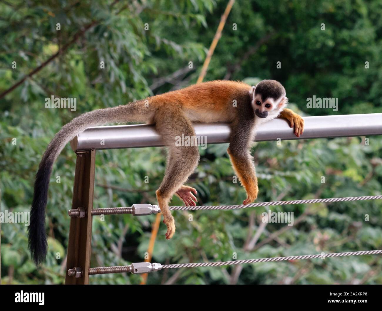 Close up of monkey laying on deck railing of home in Costa Rica Stock ...