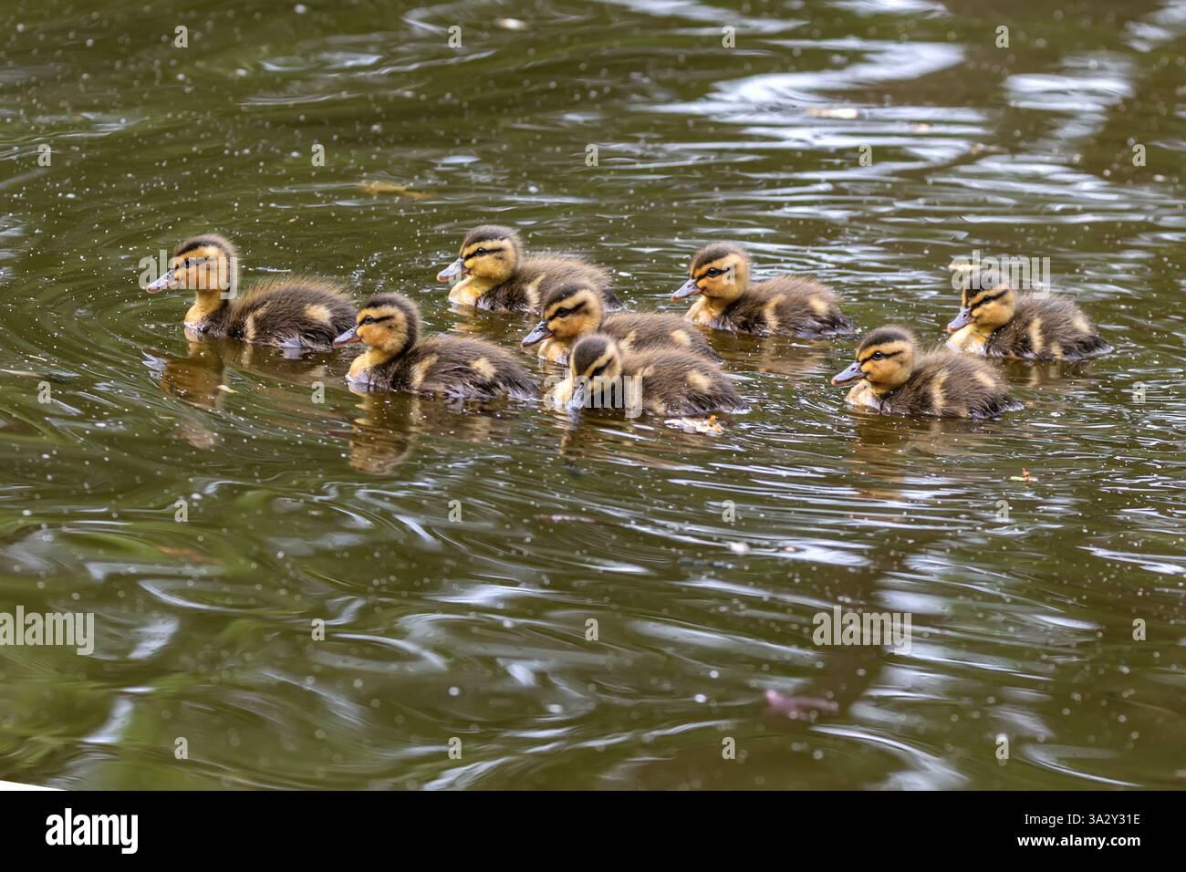 Mallard, Parkfield Open Space, Potters Bar, Hertfordshire, UK Stock Photo