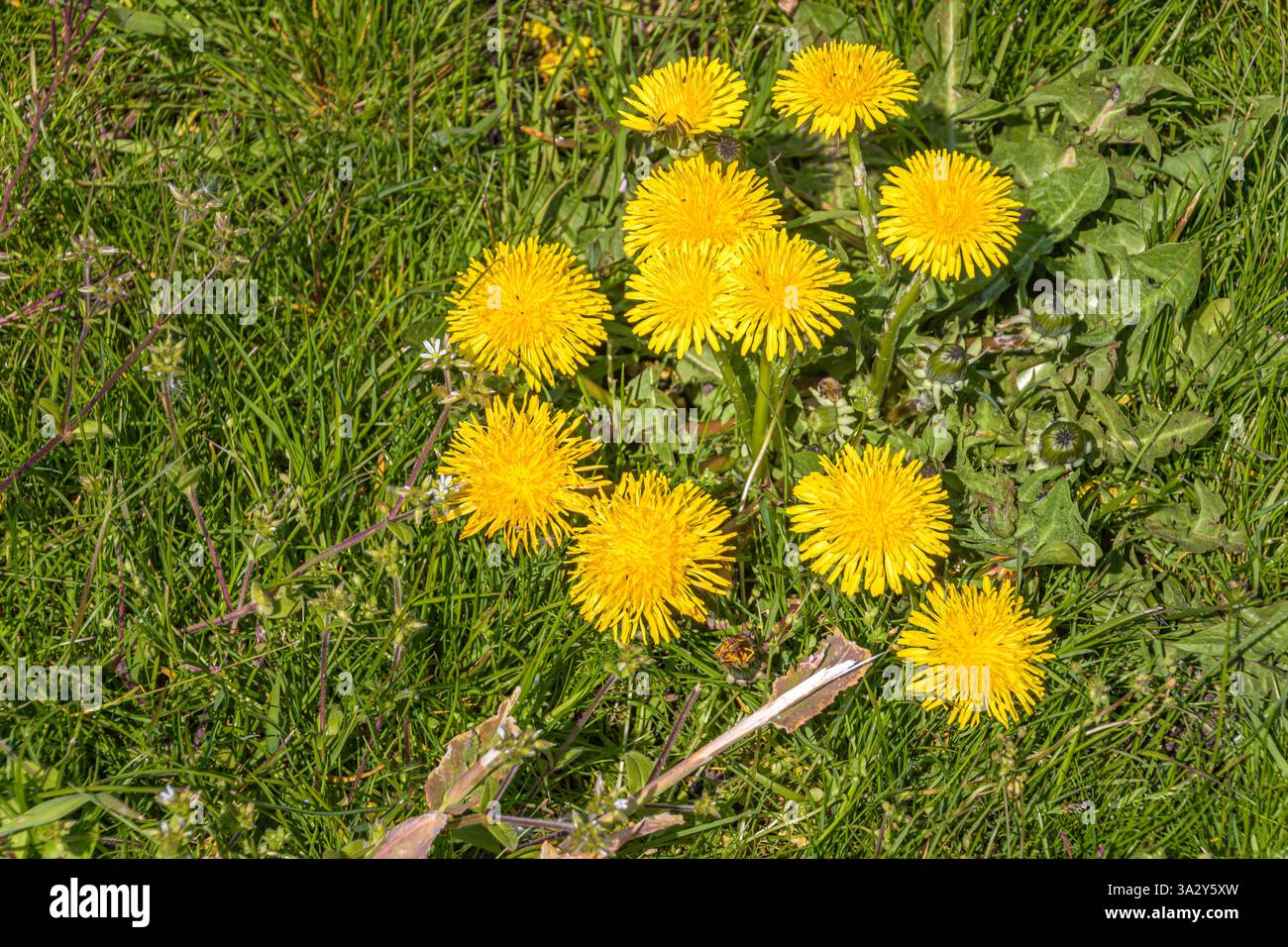 Field of flowers top view hi-res stock photography and images - Alamy