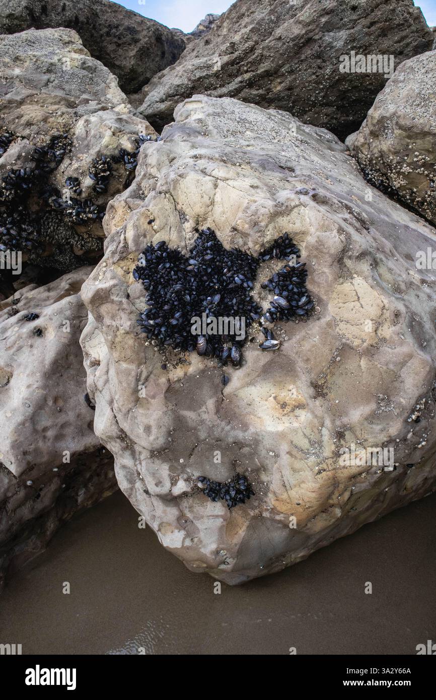 Cluster of mussels attached to a weathered rock on a sandy shoreline. Stock Photo