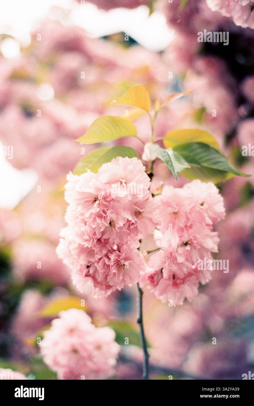 Soft pink cherry blossoms in full bloom, capturing the beauty of Stock ...