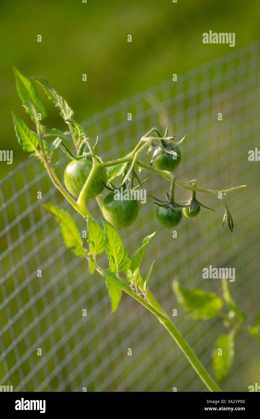 Fresh green non-GMO garden cherry tomatoes in a row on fence Stock Photo