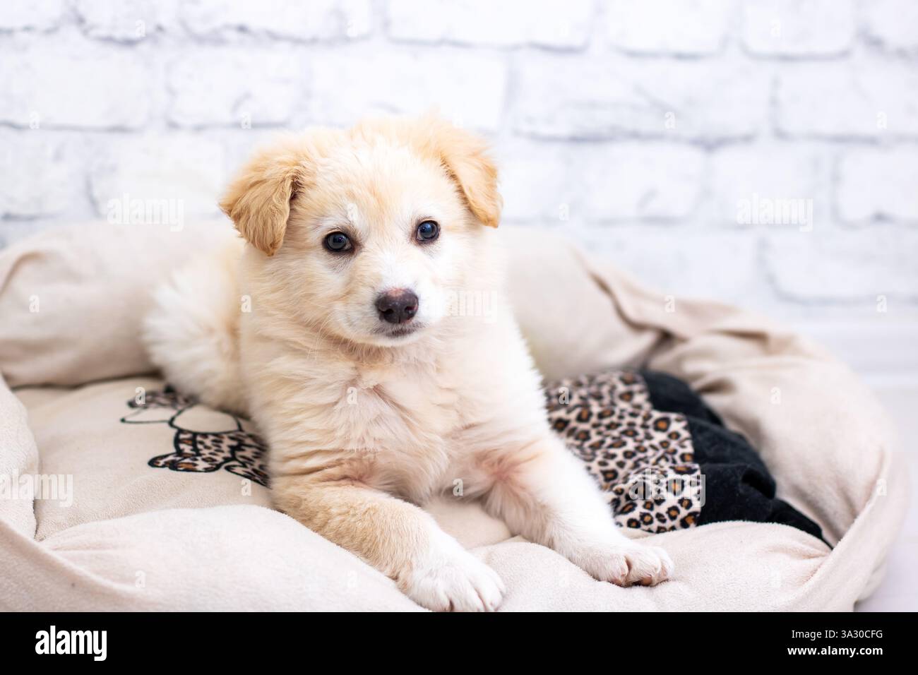 A small puppy is comfortably laying on a soft blanket inside its cozy ...