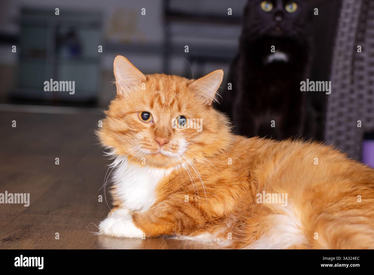 A fluffy orange and white cat is comfortably laying on a wooden floor ...