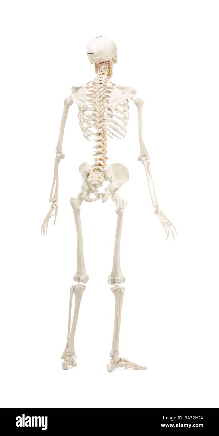 Artificial human skeleton model isolated on white Stock Photo - Alamy