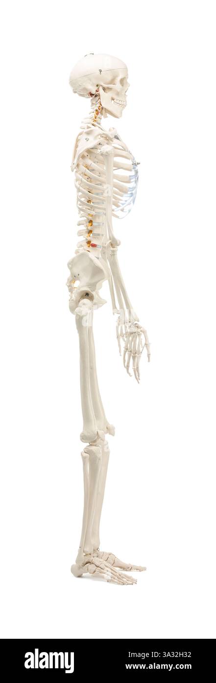 Artificial human skeleton model isolated on white Stock Photo - Alamy