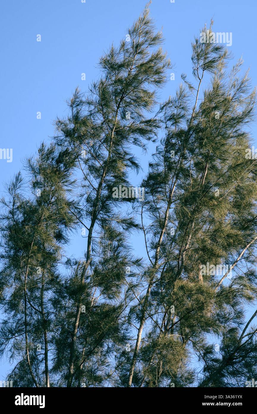 Landscape with wind blown tree hi-res stock photography and images - Alamy