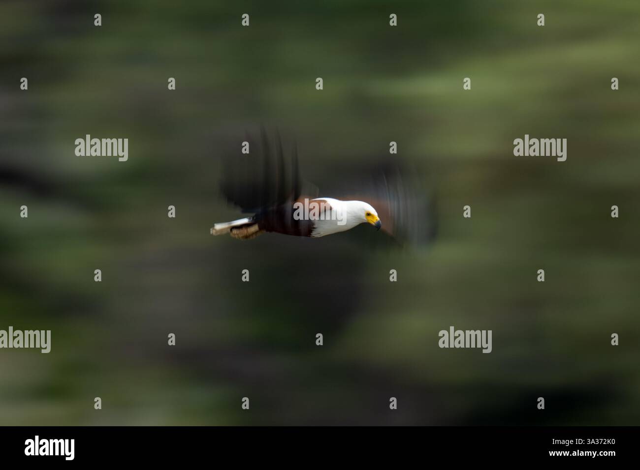 Fish flying pan hi-res stock photography and images - Alamy
