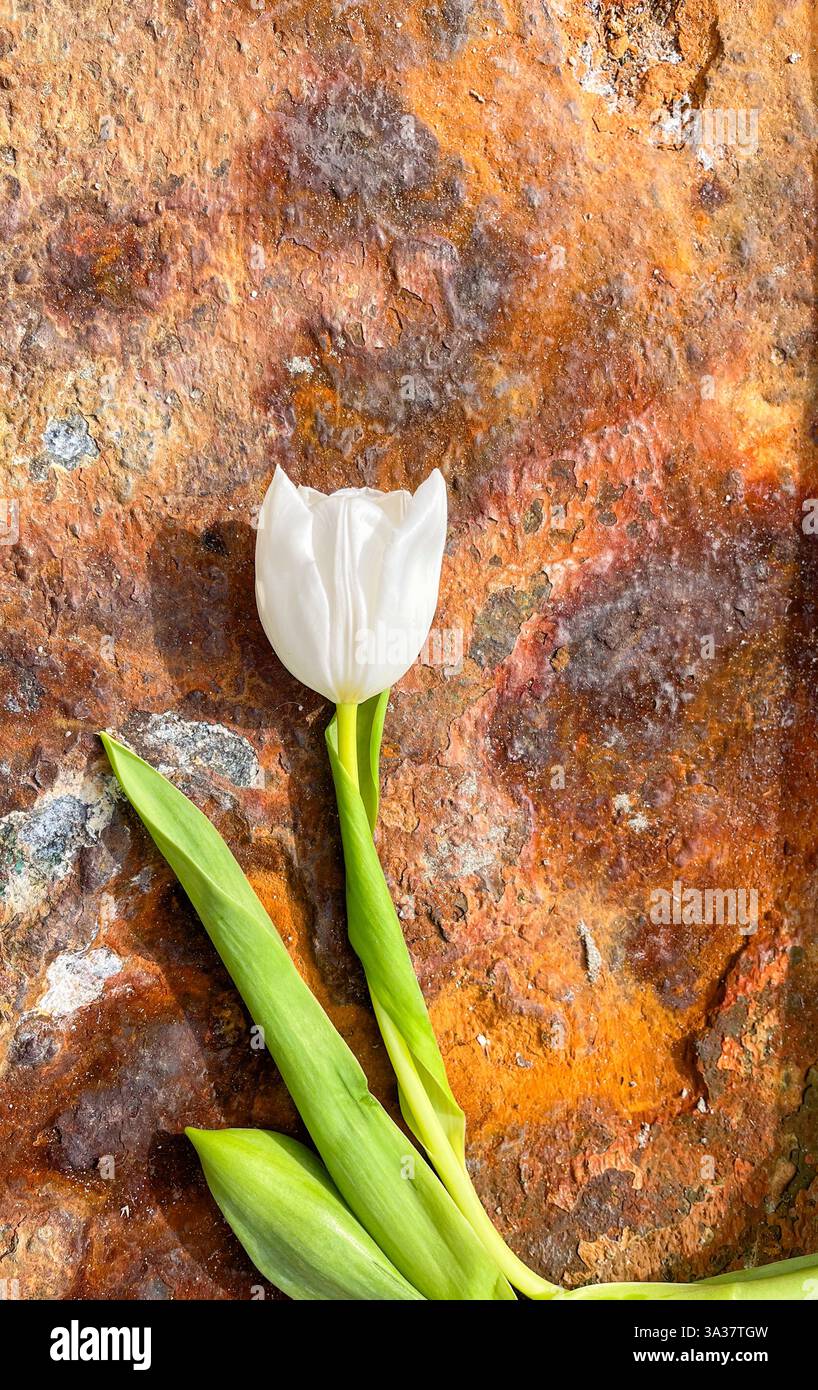 White flower over a rustic rust surface. Concept of opposites between ...