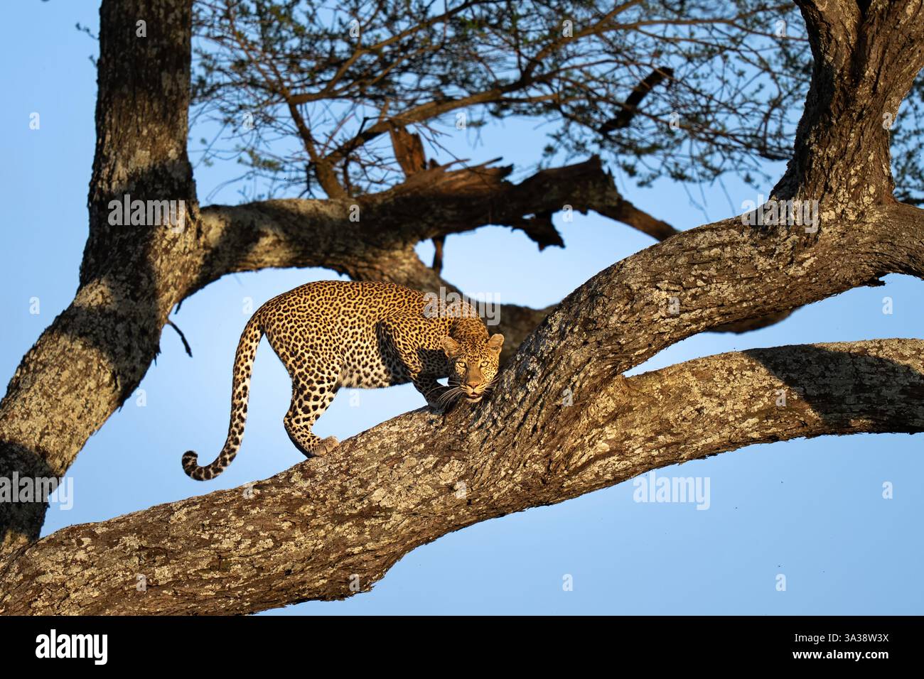 Female African Leopard at sunset set on the branch of a tree Stock ...