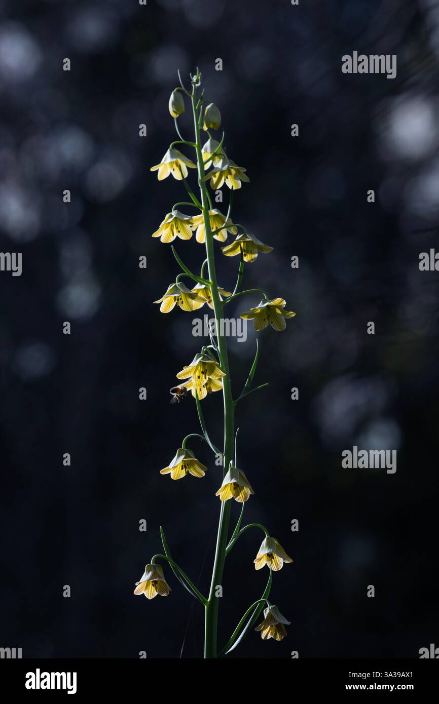 Fritillaria persica Stock Photo