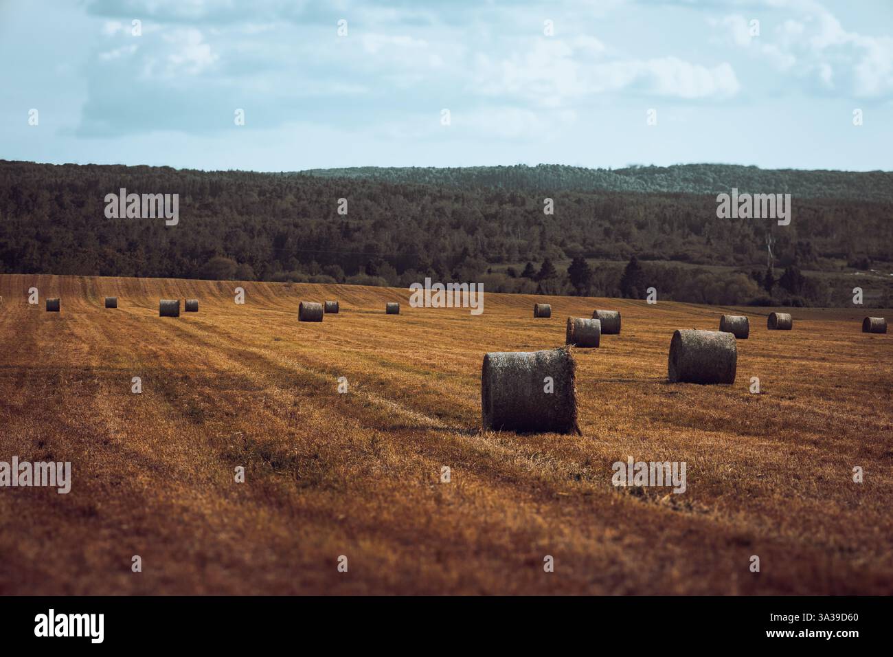 A peaceful rural field with hay rolls scattered across the landscape ...