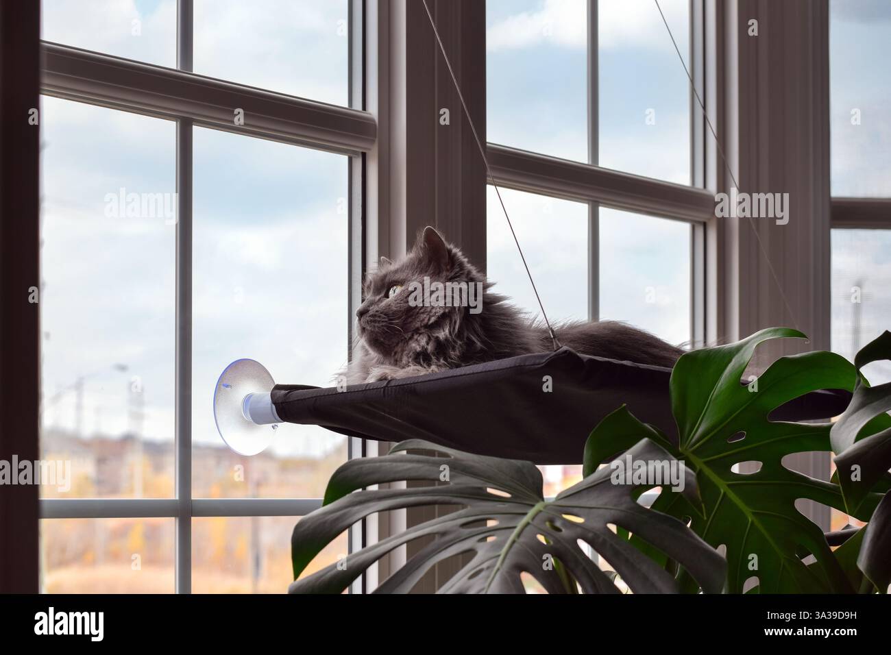 Cute grey cat lying in a window hammock looking out Stock Photo