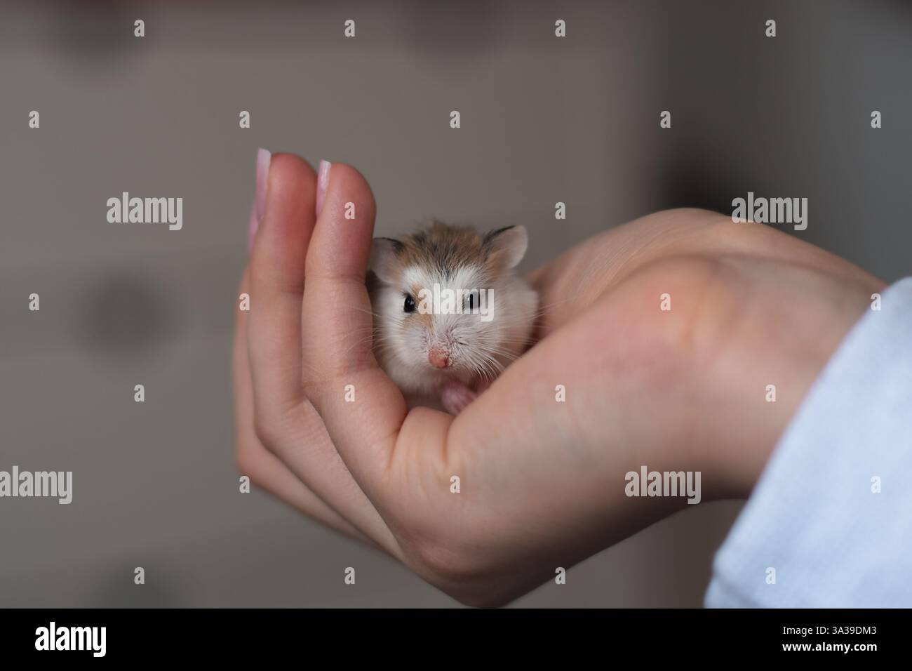Person is holding the Roborovski dwarf hamster in her hand Stock Photo