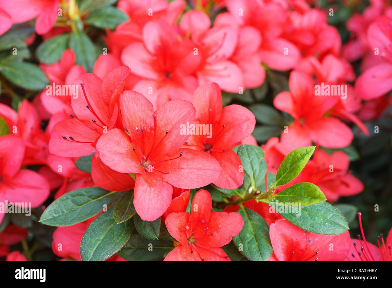 Red japan Azalea Ericaceae bush in full bloom, rhododendron flower ...