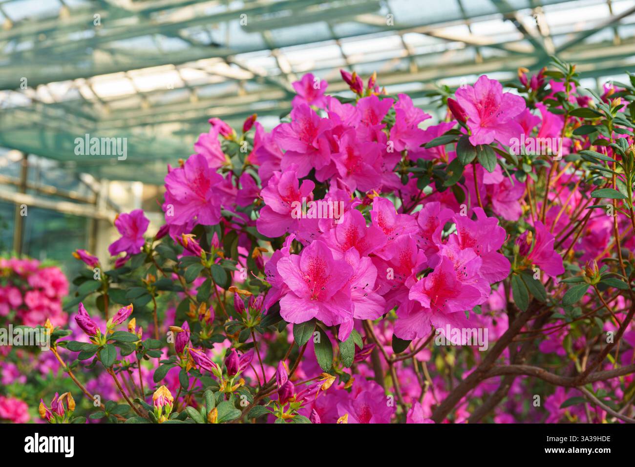 Azalea geisha purple hi-res stock photography and images - Alamy