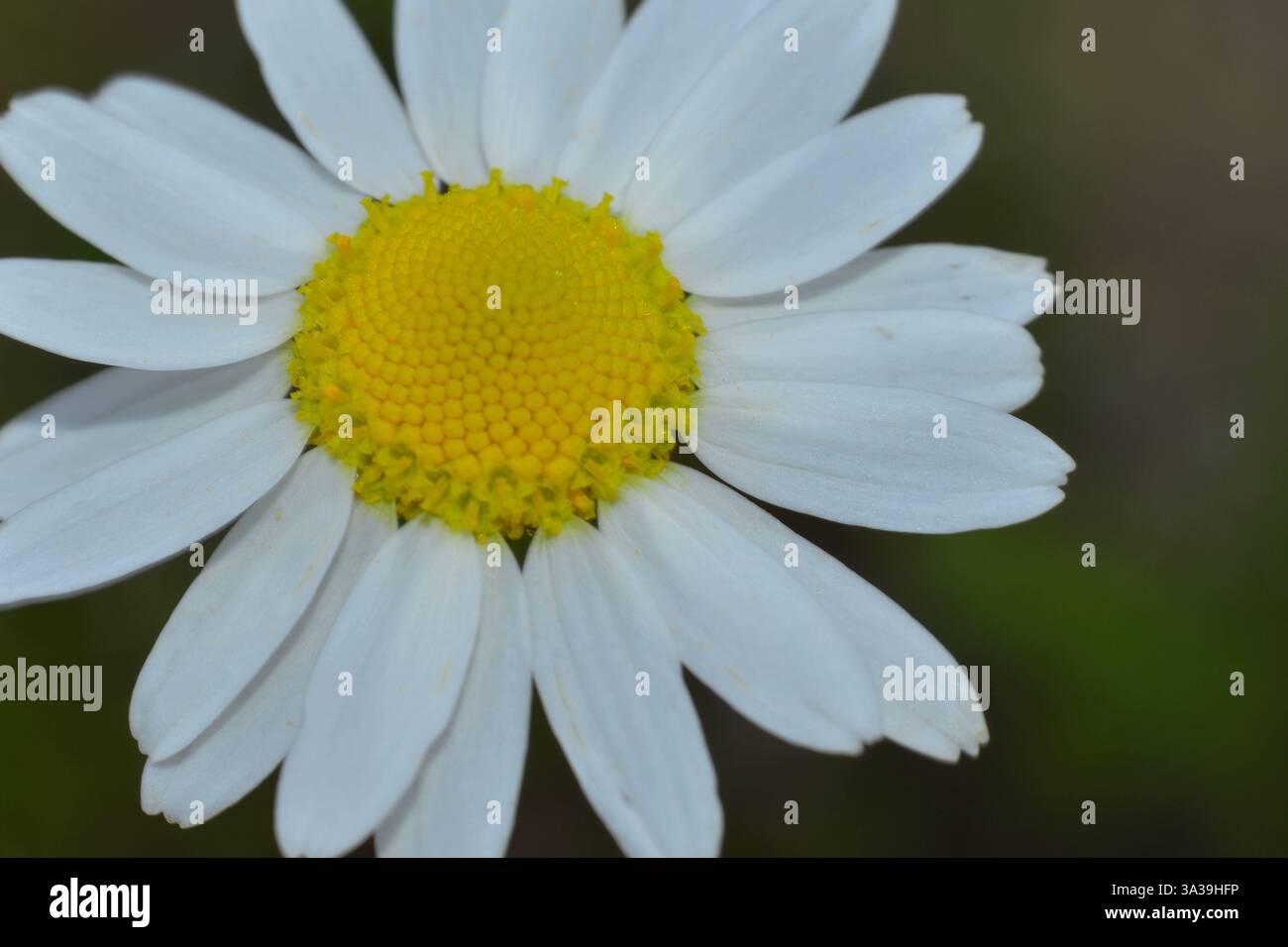 Close-up detail of Anthemis chia flower Stock Photo