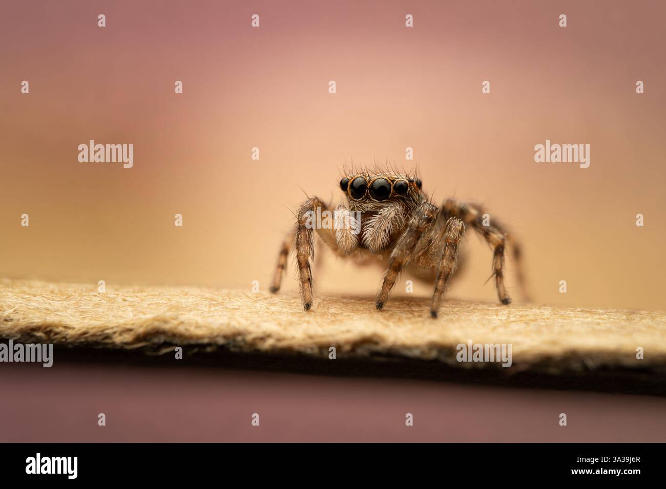 Detailed close-up of a jumping spider Stock Photo