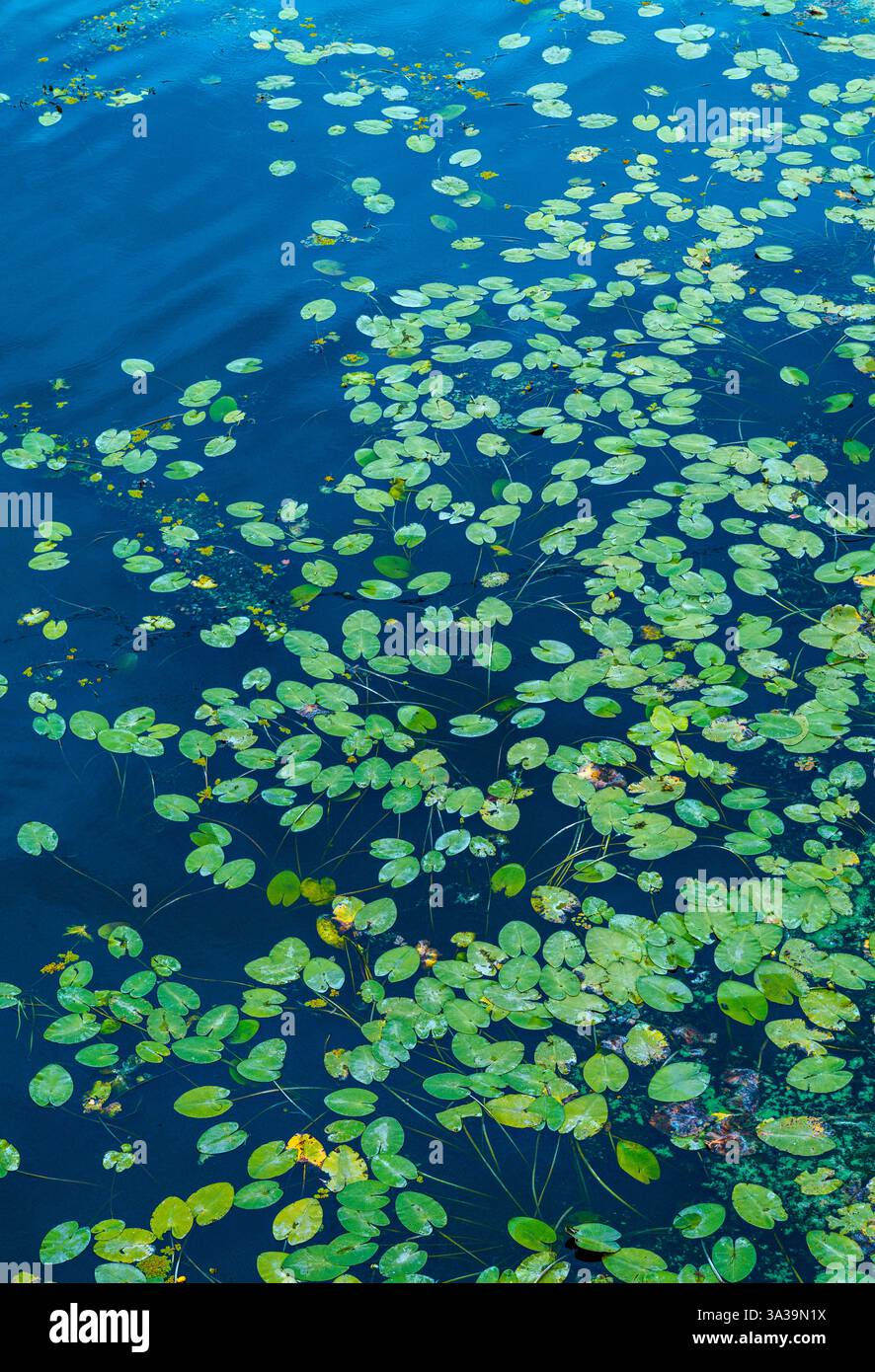 Ripples spread across clear blue hi res stock photography and images