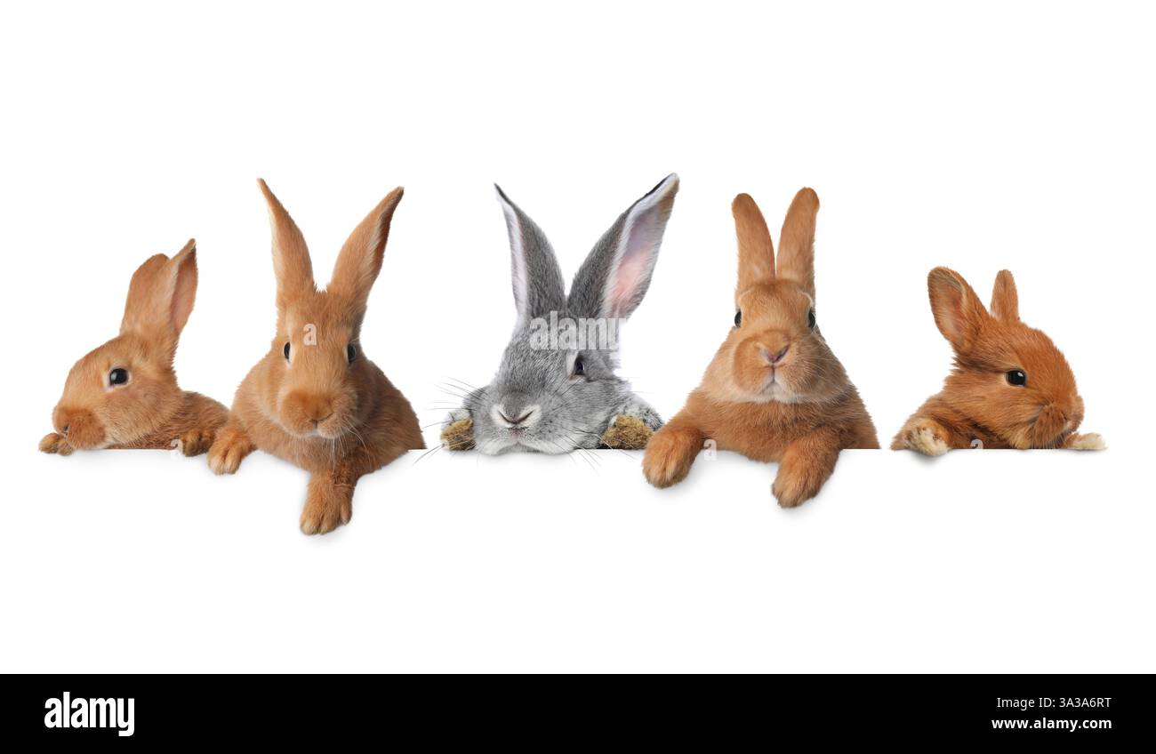 Cute fluffy rabbits peeking out from blank banner on white background ...