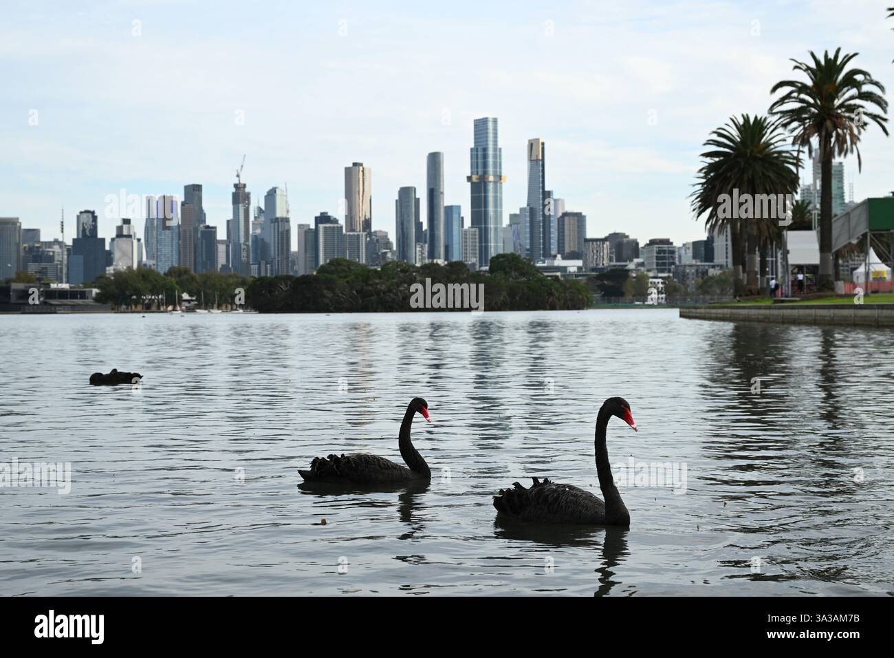 Swans seen on the lake at Albert Park Circuit in Melbourne, Victoria ...