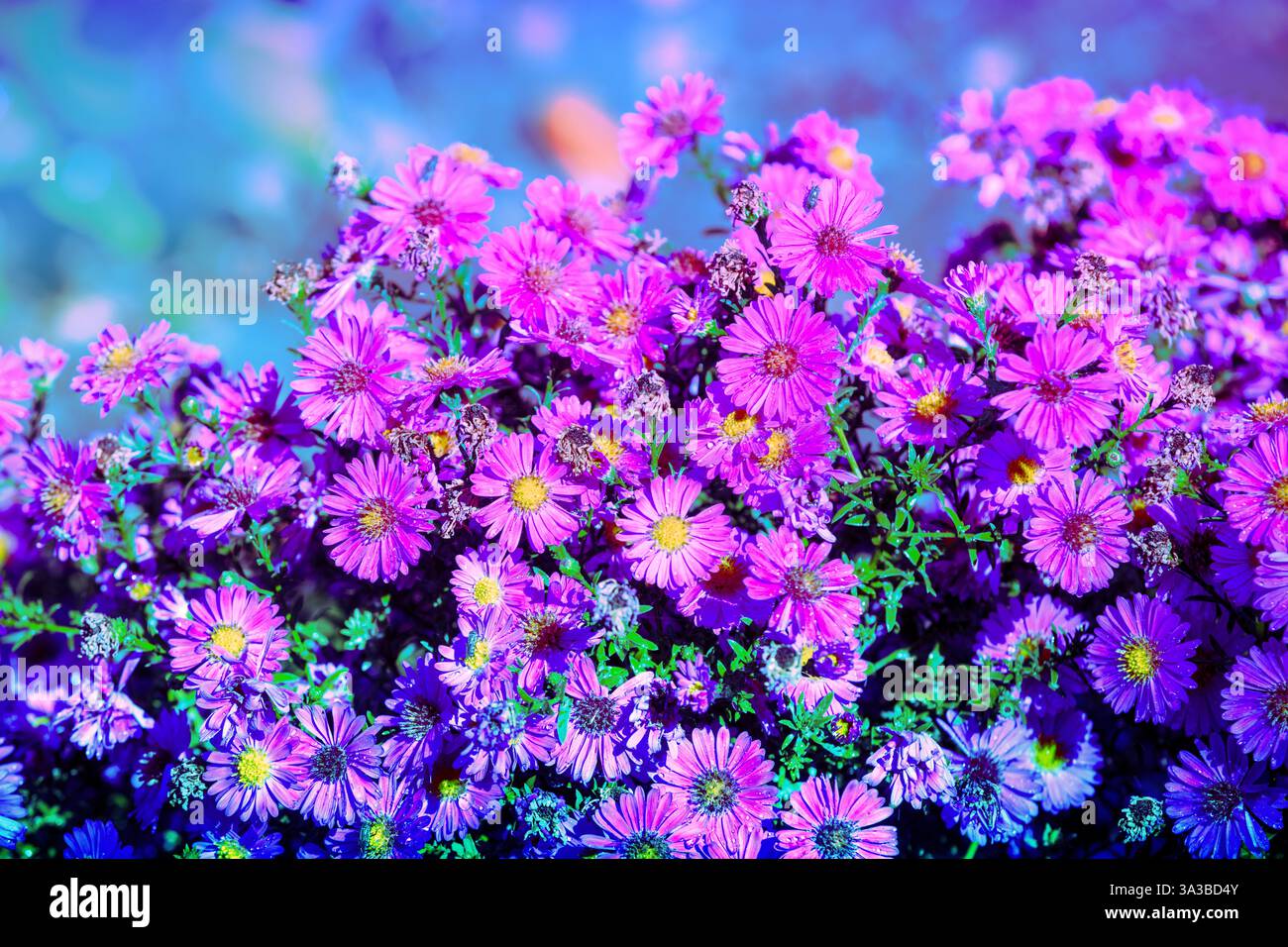 Flowering Aster amellus in the garden in autumn. Flowers nature ...